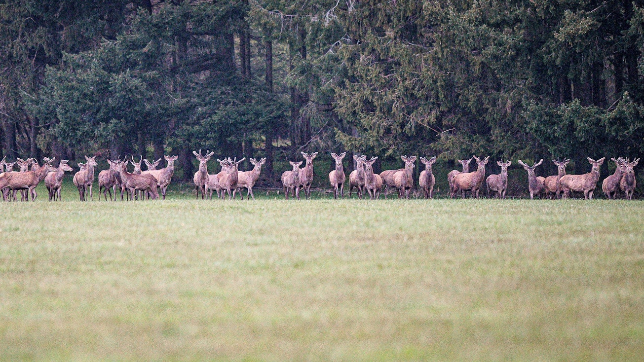 Ein großes Rudel Rothirsche hat sich am Waldrand aufgereiht und schaut aufmerksam in Richtung der Fotografin.