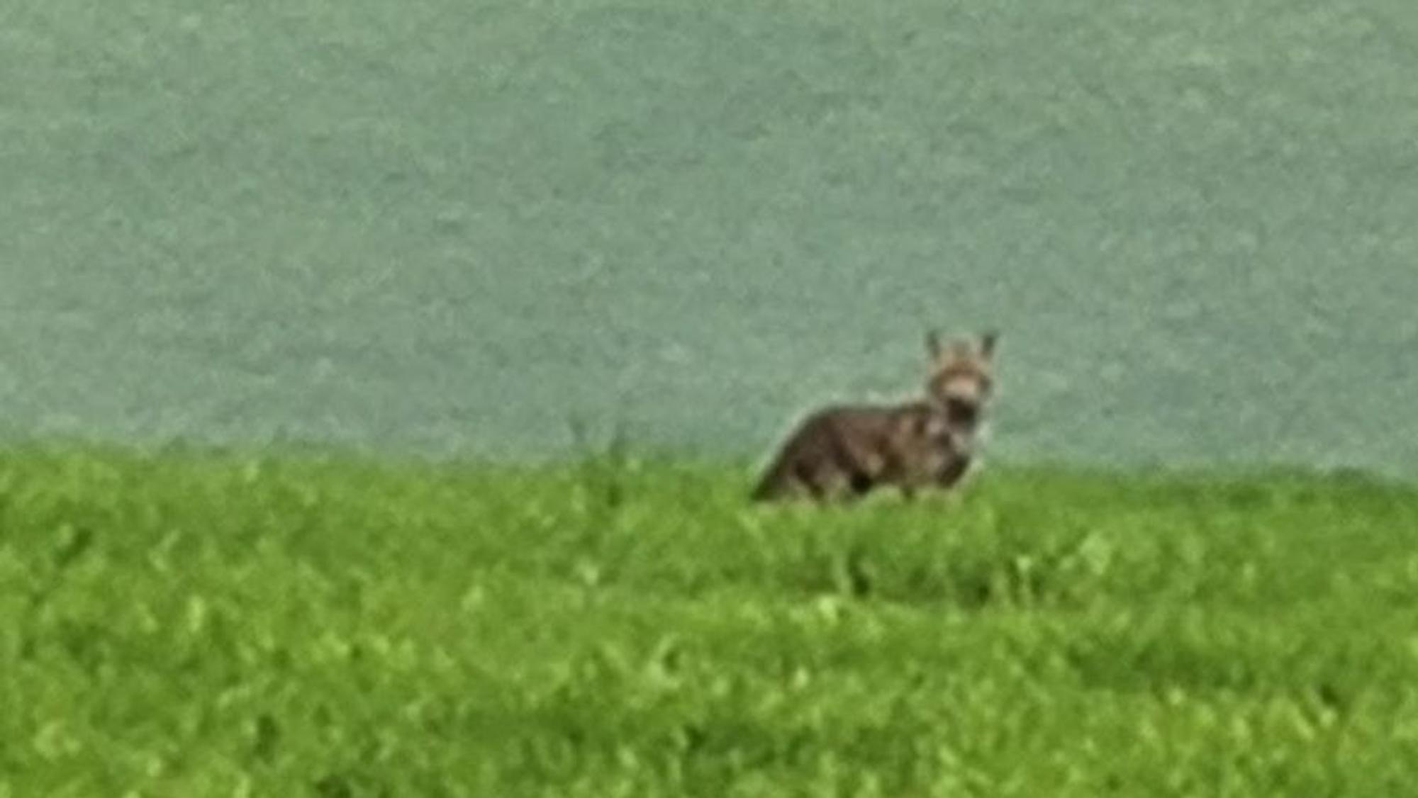 Das unscharfe Handyfoto zeigt ein Tier auf der Wiese, bei dem es sich um einen Wolf, aber auch um einen großen Hund handeln könnte.