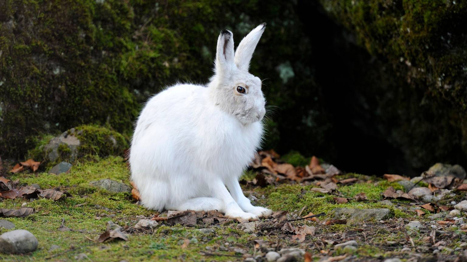 Ein Alpenschneehase (Lepus timidus varronis) sitzt im Winterfell auf dem Boden.