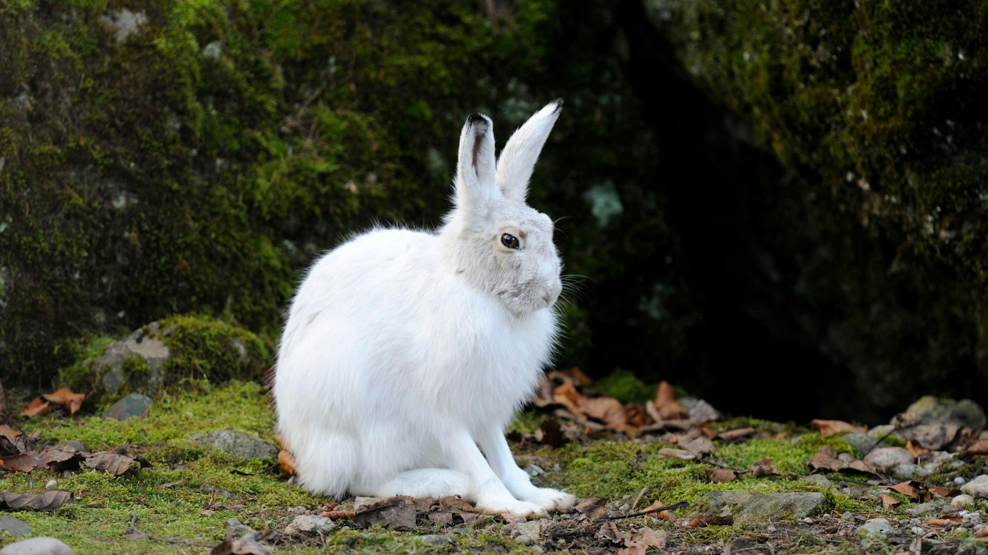 Ein Alpenschneehase (Lepus timidus varronis) sitzt im Winterfell auf dem Boden.
