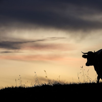 Das Symbolfoto zeigt die Silhouette einer Kuh.