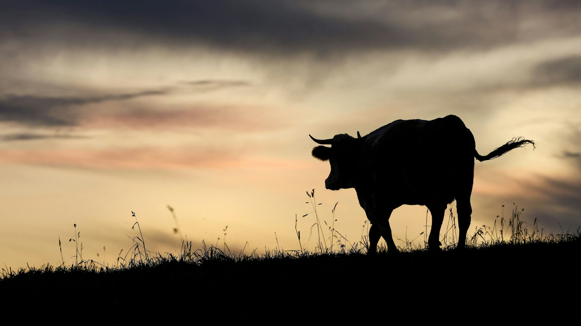 Das Symbolfoto zeigt die Silhouette einer Kuh.