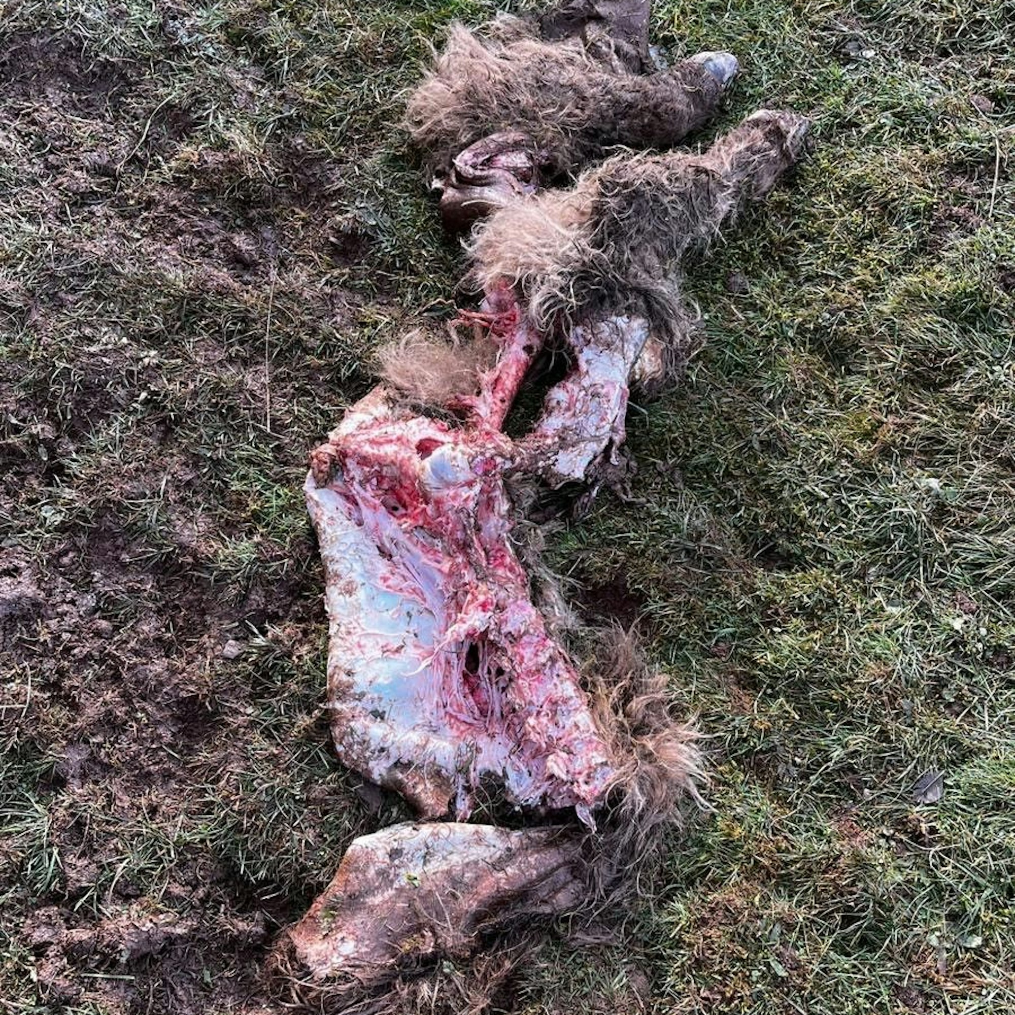 Der Kadaver wurde bis auf die Knochen abgenagt, nur die Hinterläufe mit Fell und Klauen sind noch zu erkennen.
