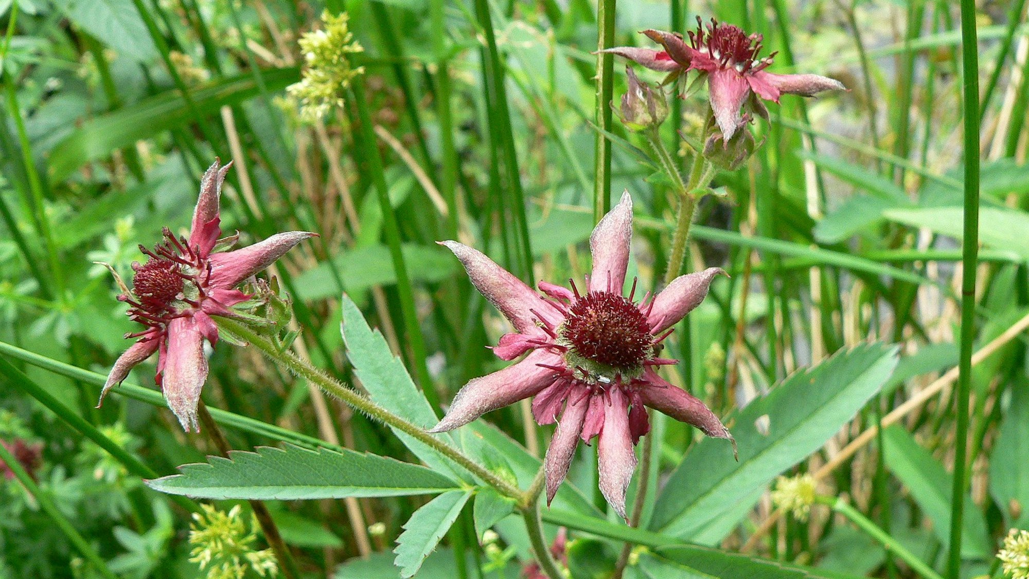 Das Bild zeigt sternförmige, lilafarbene Blüten.