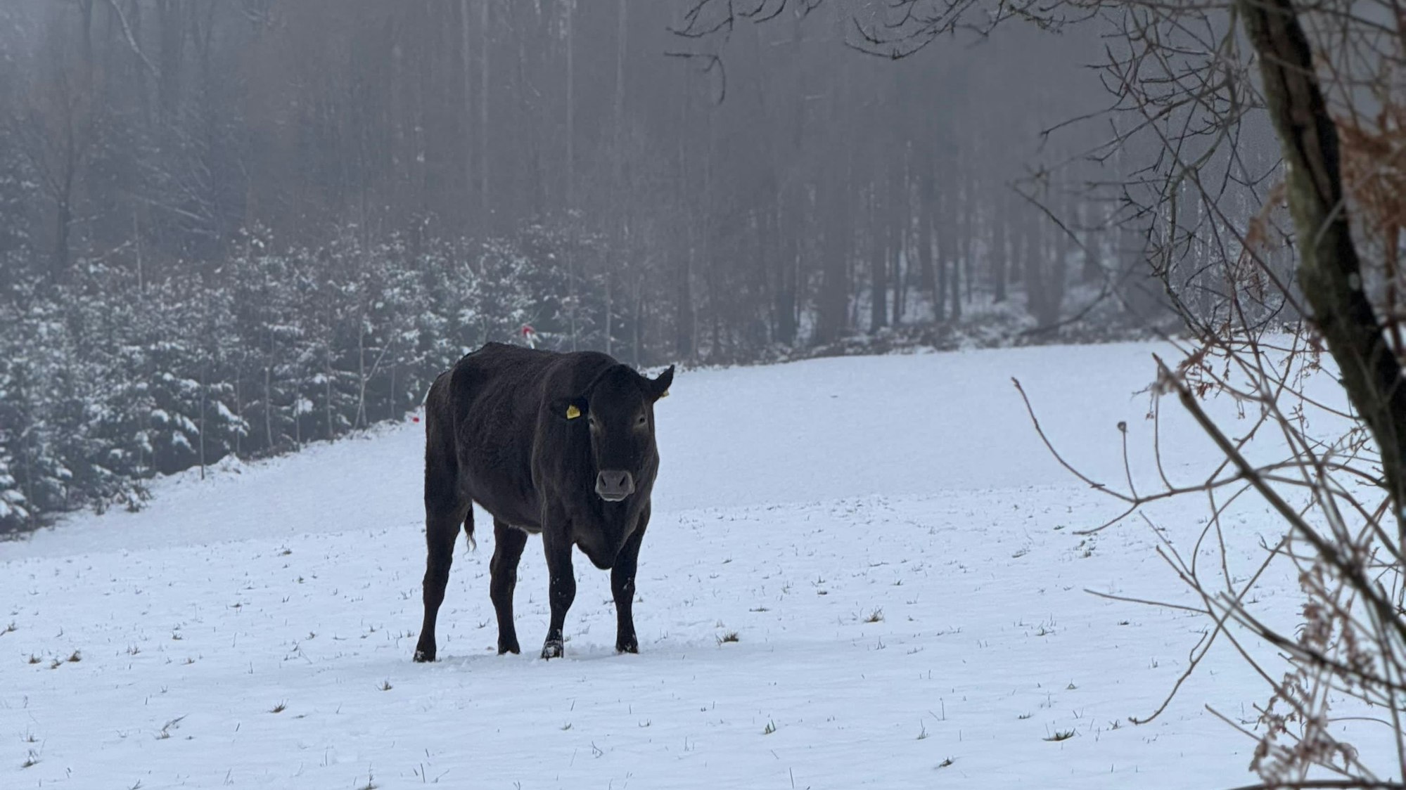 Eine dunkle Kuh steht auf einem verschneiten Feld.