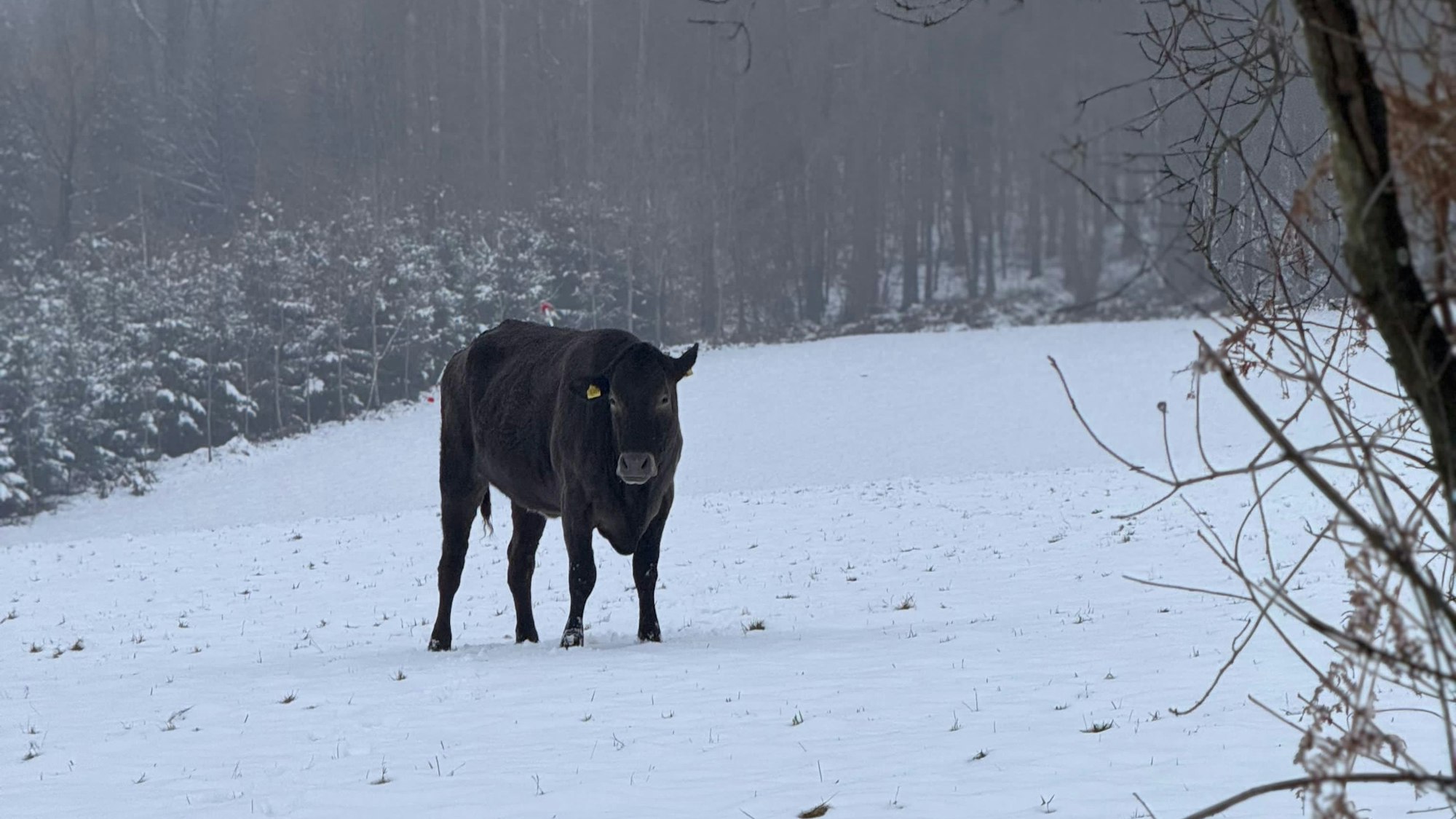 Eine dunkle Kuh steht auf einer verschneiten Lichtung.