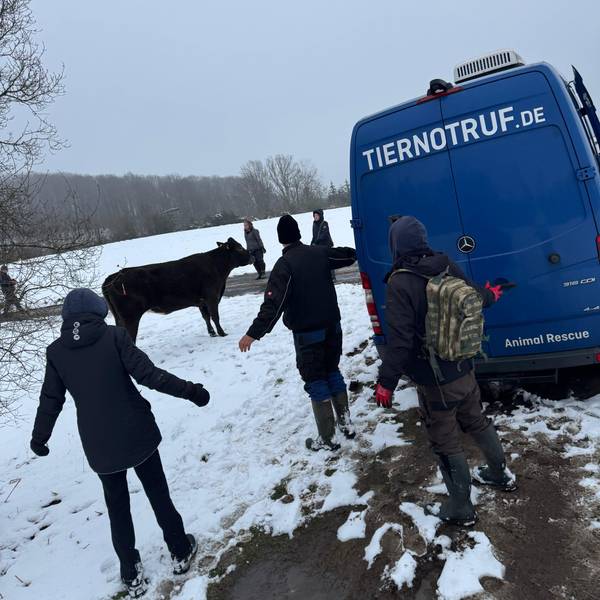 Menschen umringen eine Kuh im Schnee.