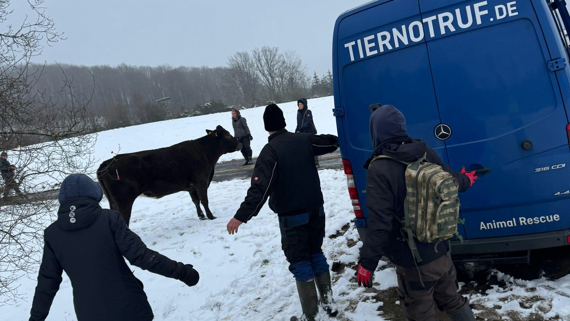 Menschen stehen mit ausgebreiteten Armen um eine Kuh herum. Es liegt Schnee.