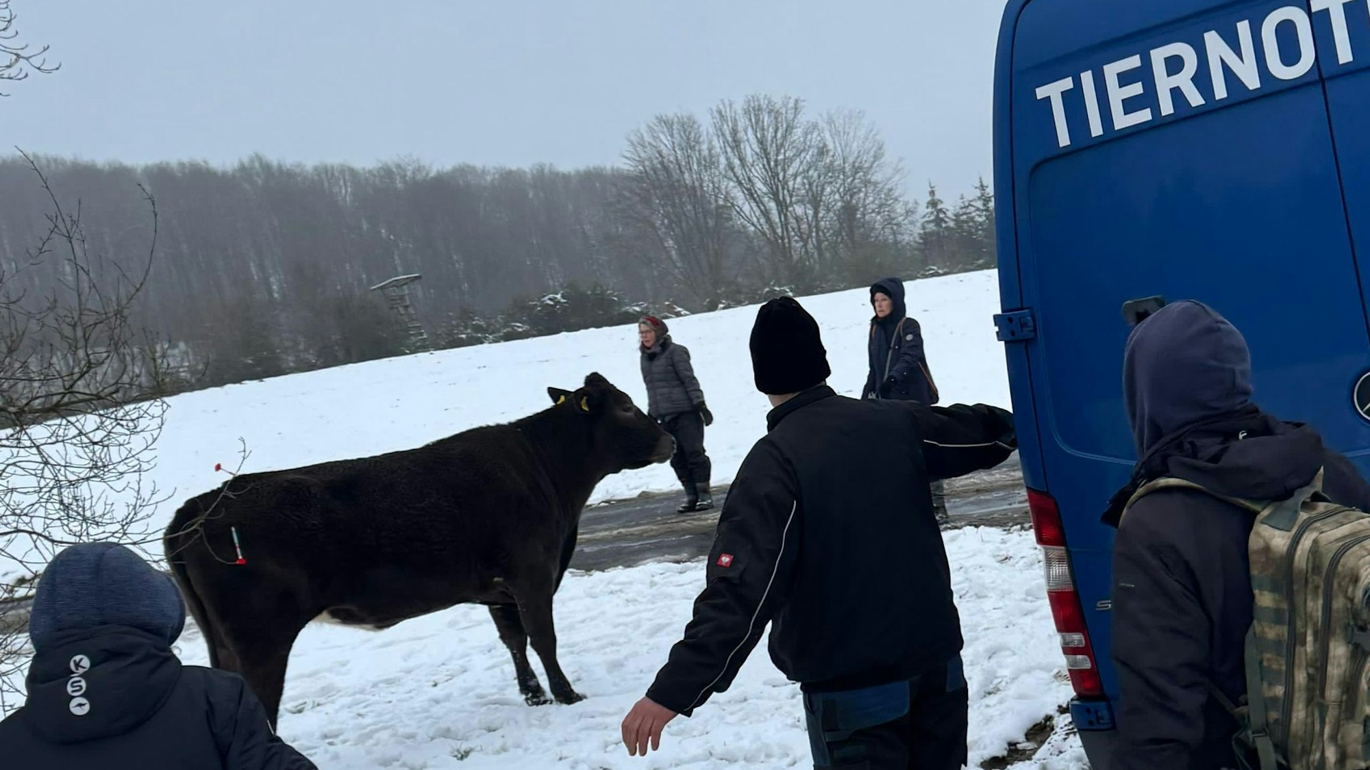 Menschen umringen eine Kuh im Schnee.