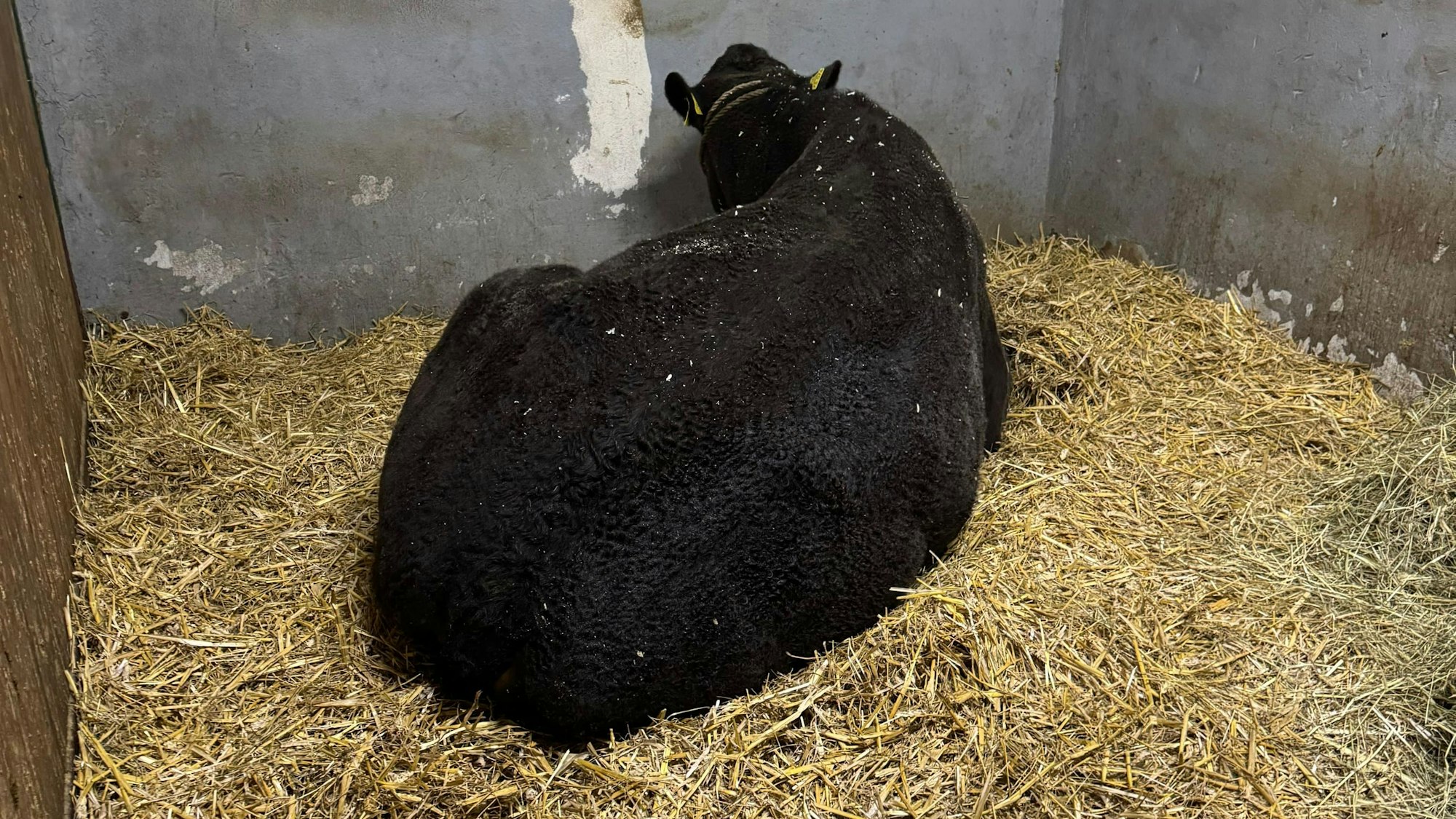 Eine Kuh liegt im Stroh.