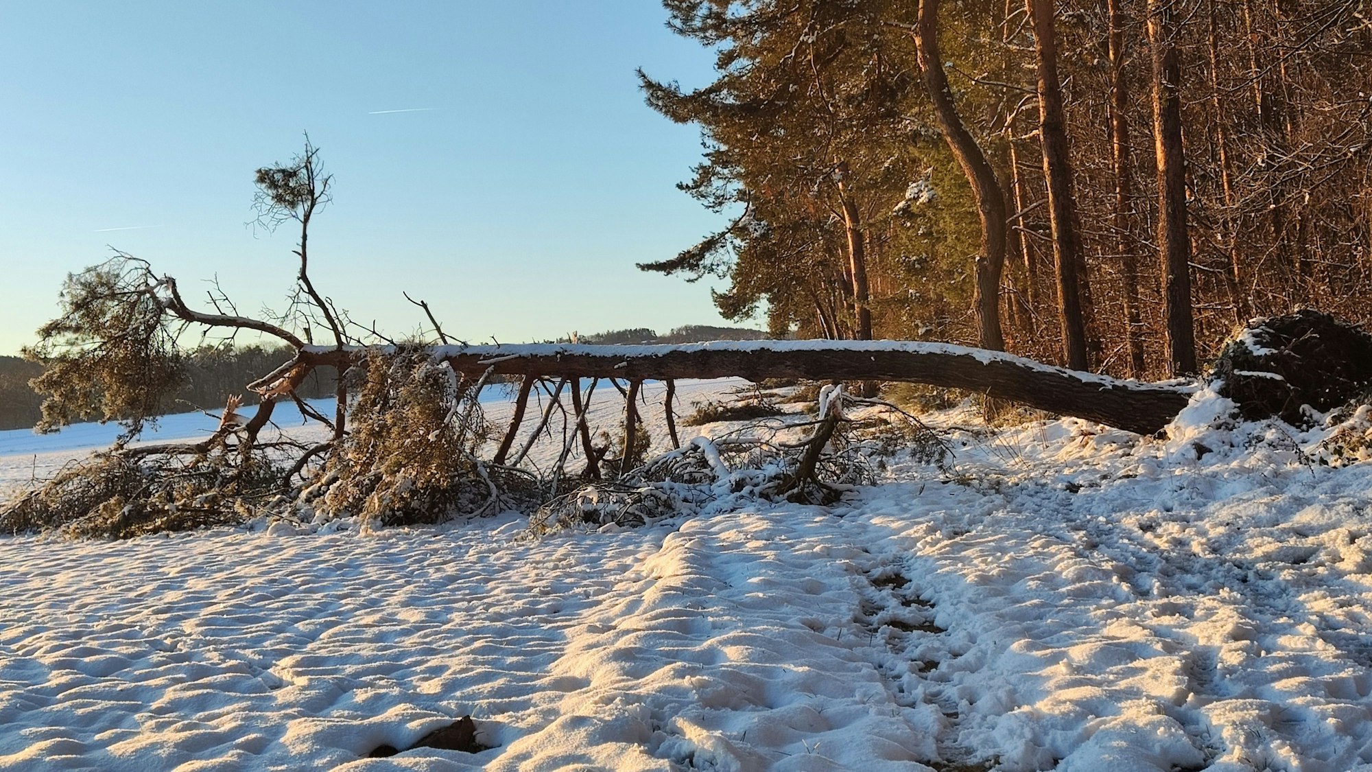 Eine große Kiefer liegt auf einem Feldweg.