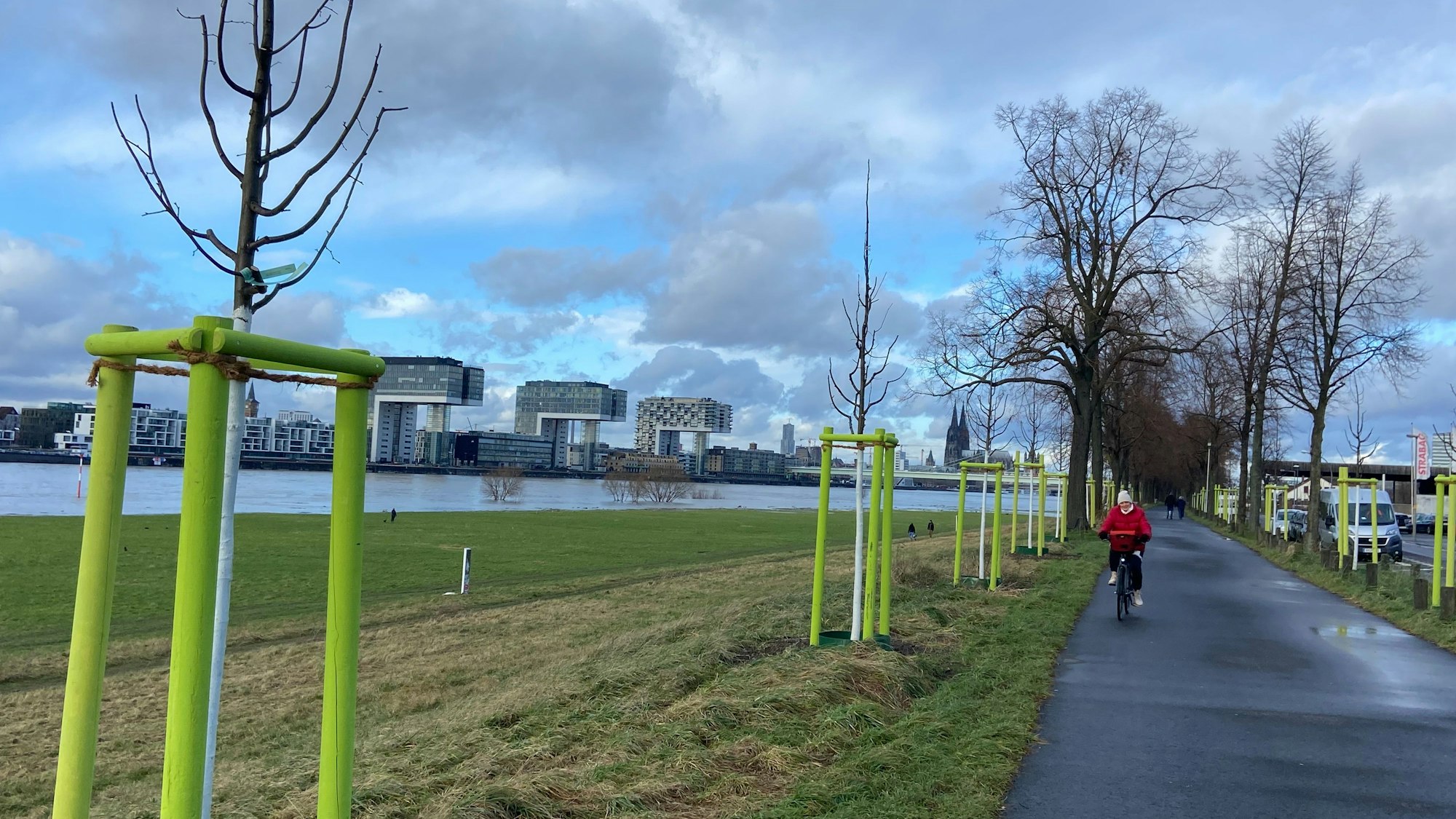 Die Kölner Grün Stiftung hat als Ersatz für die vom Tornado gefällten Linden an der Alfred-Schütte-Allee in Poll junge Bäume pflanzen lassen. Leuchtend grüne Dreiböcke sorgen in den ersten Jahren für Stabilität.