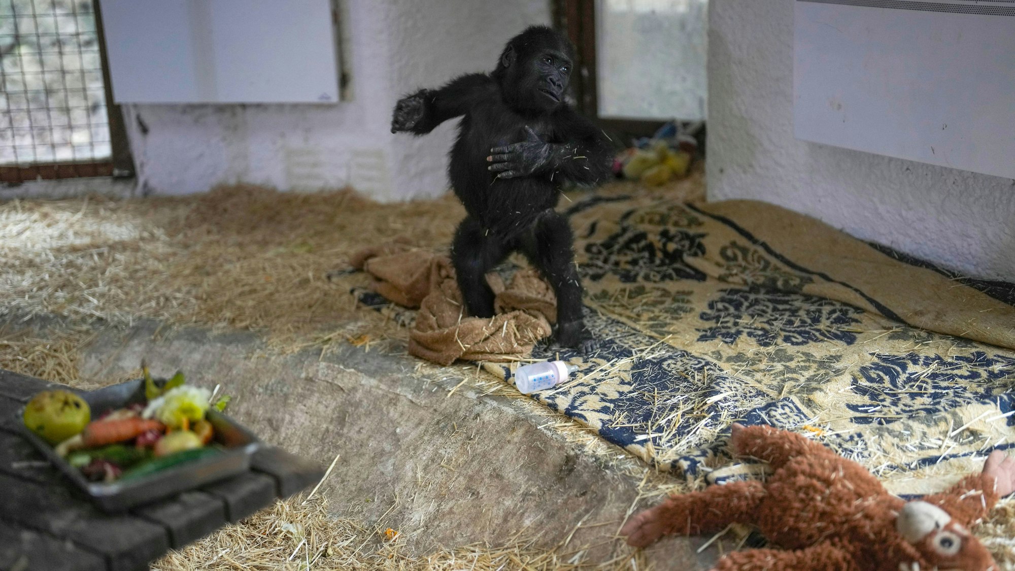 12.01.2025, Türkei, Istanbul: Zeytin, ein fünf Monate altes Gorillakind, das am Istanbuler Flughafen gerettet wurde, geht in einem speziell eingerichteten Bereich eines Zoos in Istanbul. Foto: Khalil Hamra/AP/dpa +++ dpa-Bildfunk +++