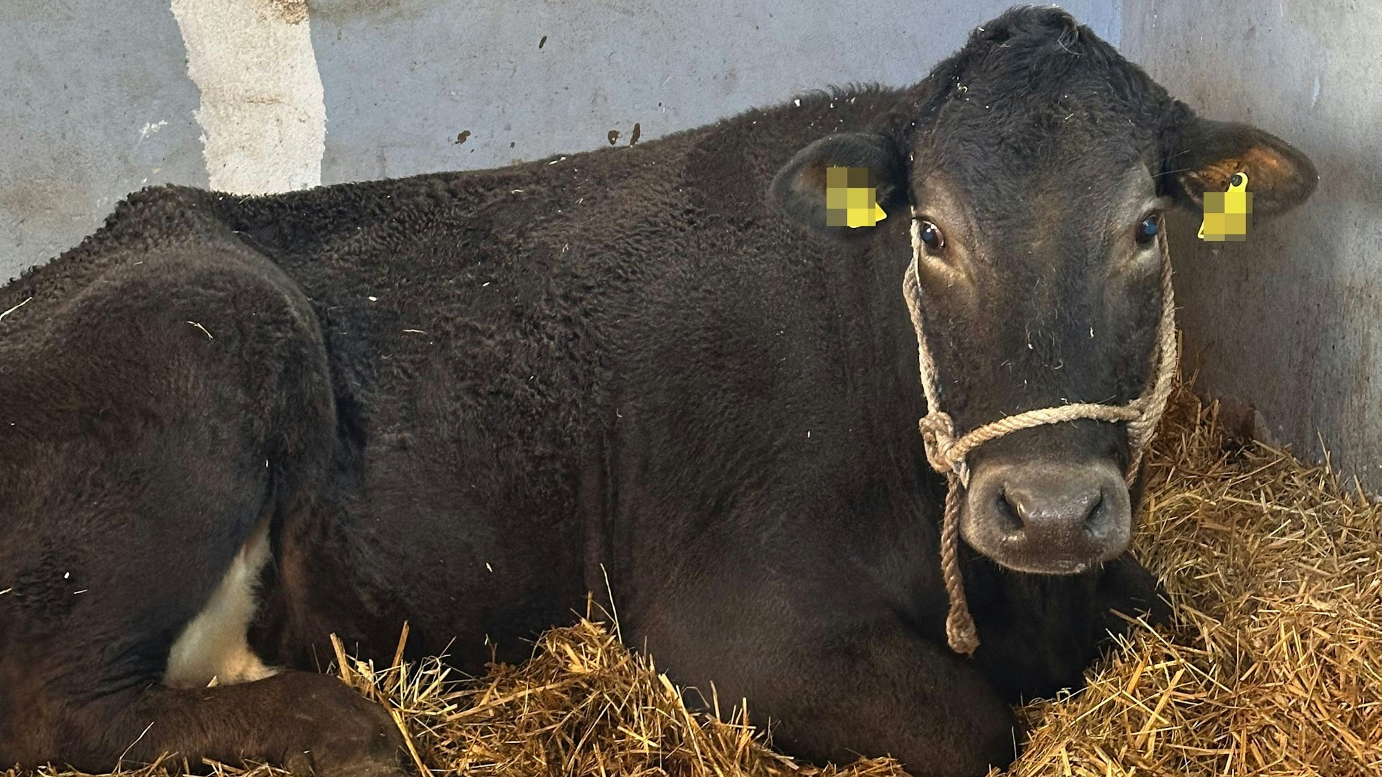 Endlich gerettet: Kuh Hilde ruht sich bei der Tara Tierhilfe in Lohmar aus.