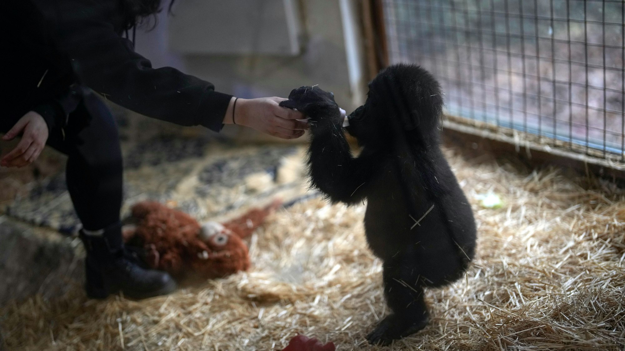 12.01.2025, Türkei, Istanbul: Zeytin, ein fünf Monate altes Gorillakind, das am Istanbuler Flughafen gerettet wurde, trinkt Milch aus einem Fläschchen, das ihm eine Tierpflegerin in einem speziell eingerichteten Bereich eines Zoos in Istanbul, Türkei reicht. Foto: Khalil Hamra/AP/dpa +++ dpa-Bildfunk +++