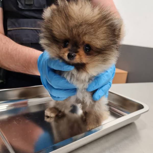 Geschmuggelter Hundewelpen