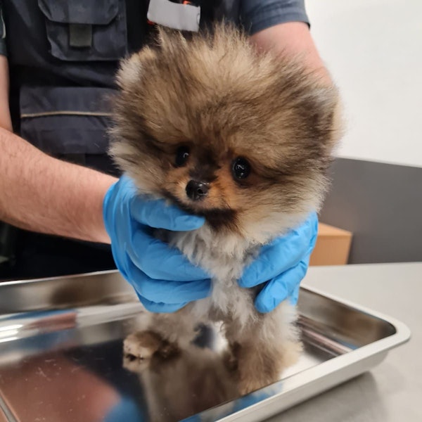 Geschmuggelter Hundewelpen
