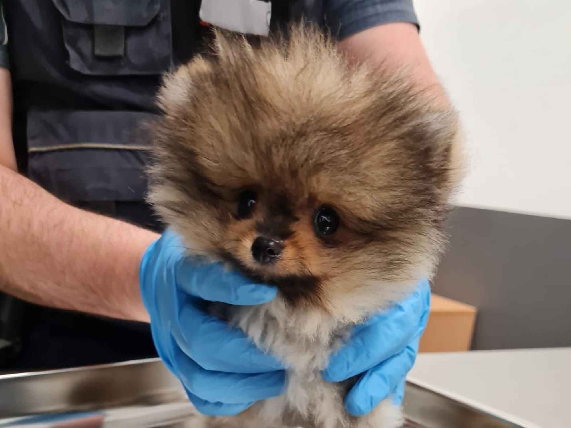 Geschmuggelter Hundewelpen