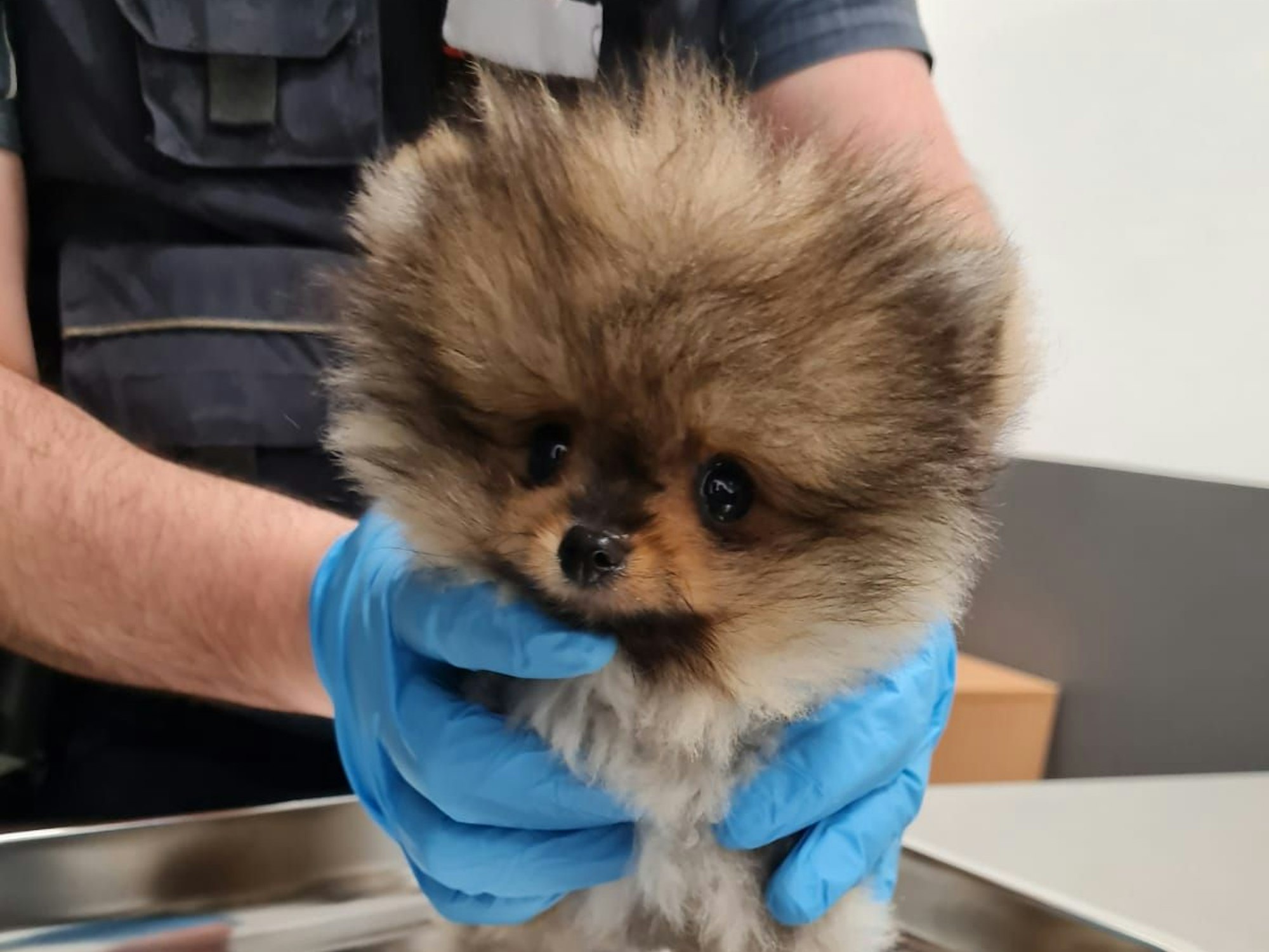 Geschmuggelter Hundewelpen