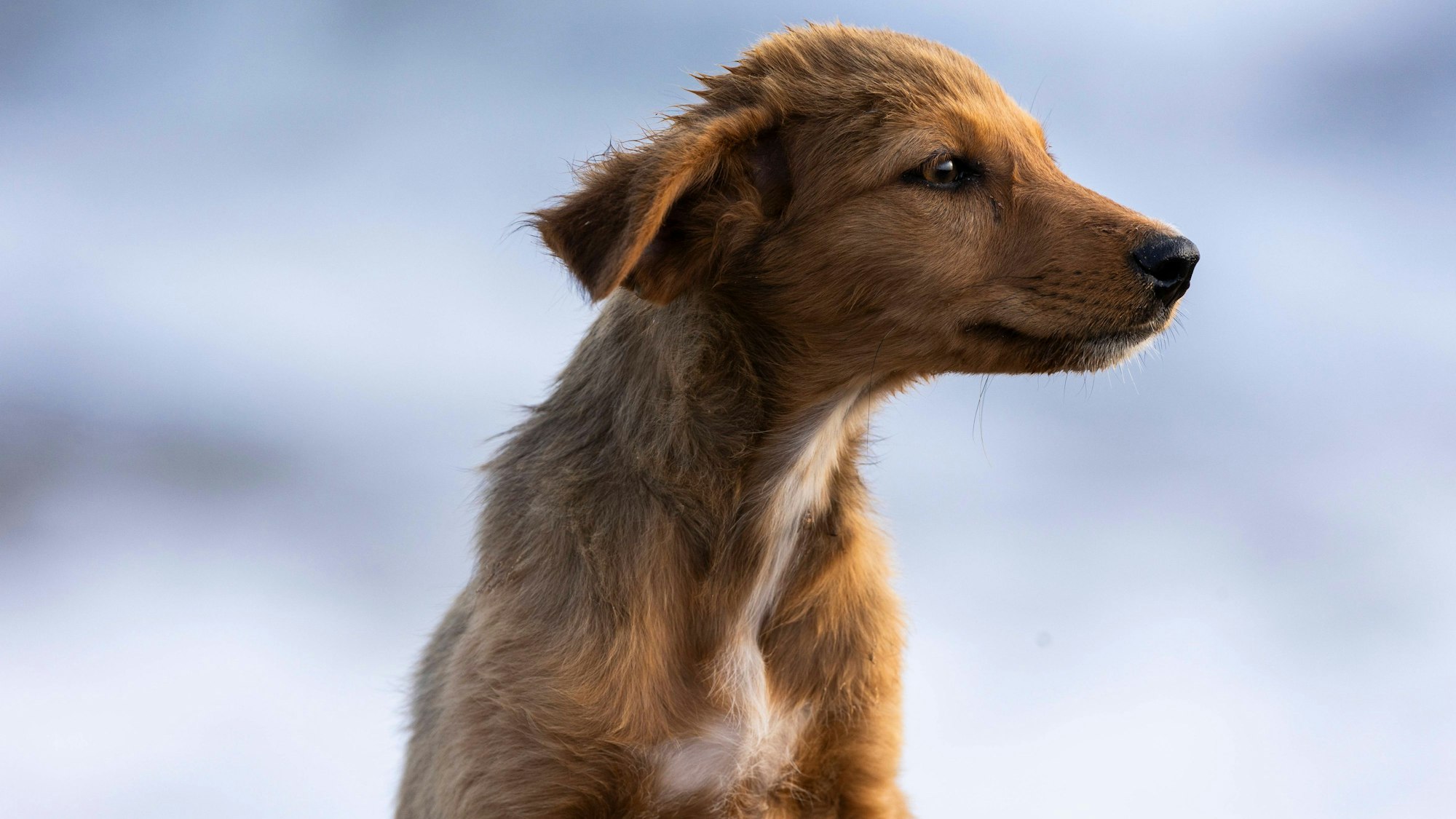 Ein junger Straßenhund hält in der Stadt Taghazout seine Ohren in den Wind. In Marokko sollen Millionen Hunde vor der Fußball-WM 2030 getötet werden. (Archivbild)