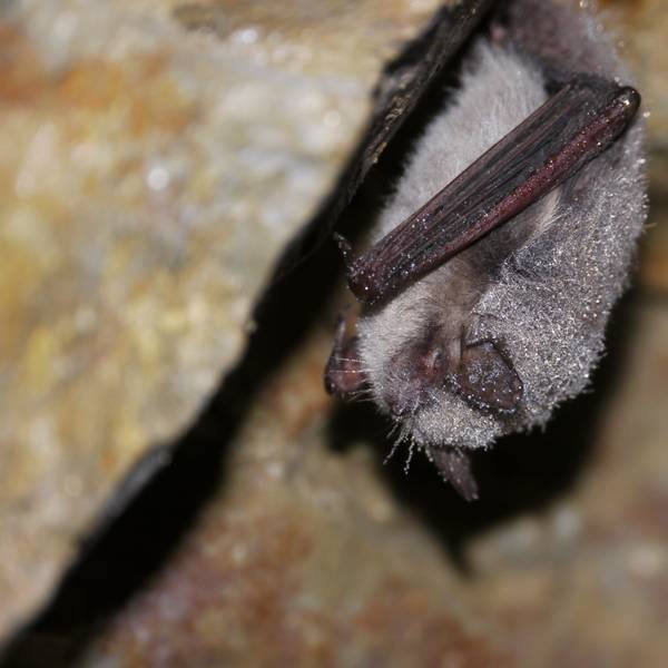 Die Wasserfledermaus.