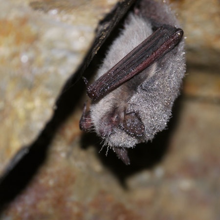 Die Wasserfledermaus.