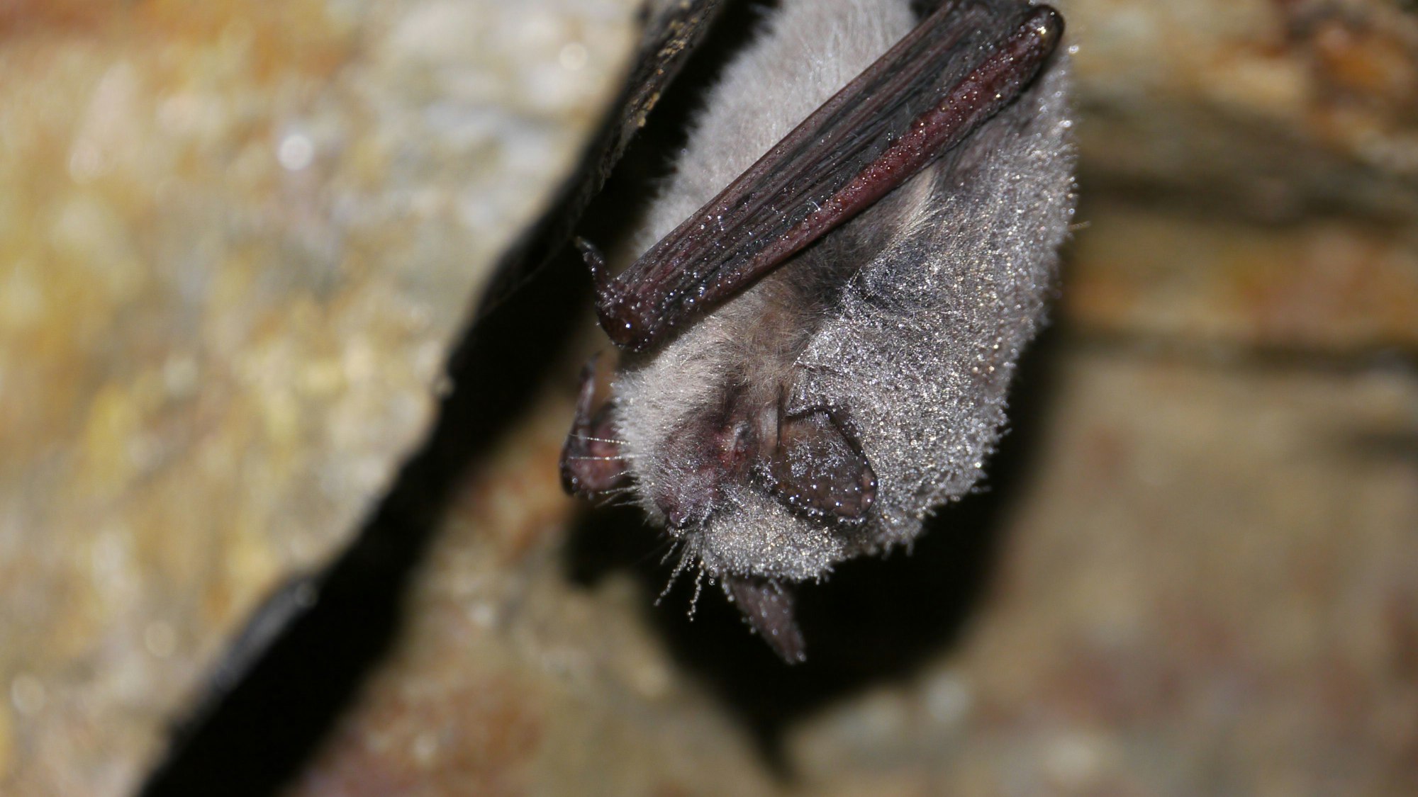 Die Wasserfledermaus.