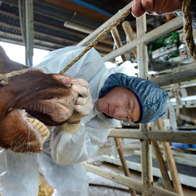 Ein Amtsarzt untersucht eine Kuh nach Anzeichen der Maul- und Klauenseuche.