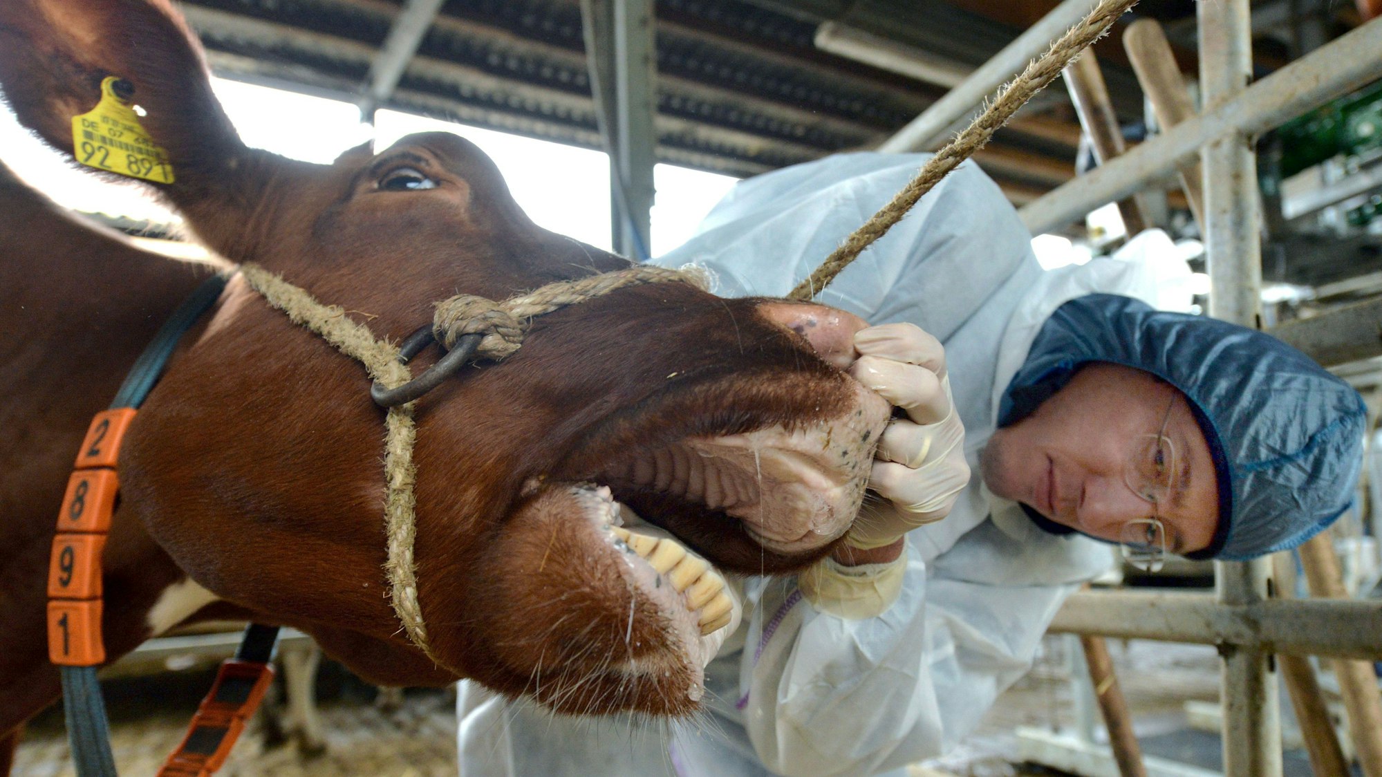 Ein Amtsarzt untersucht eine Kuh nach Anzeichen der Maul- und Klauenseuche.