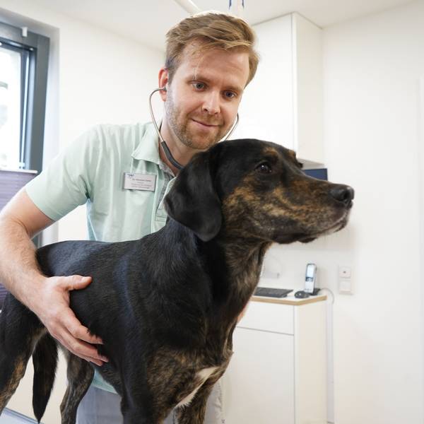 Das Foto zeigt einen Tierarzt bei der Untersuchung eines Hundes.