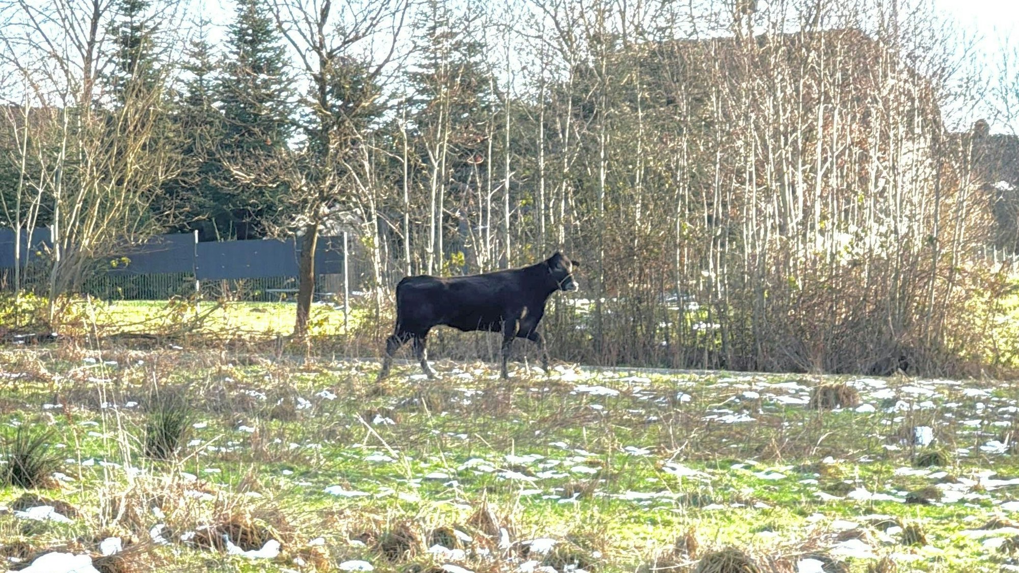 Erneute Flucht von Kuh Hilde