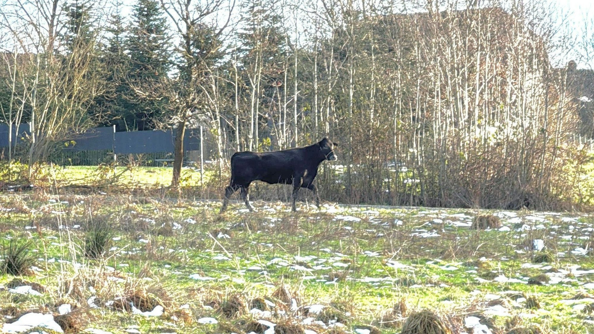 Erneute Flucht von Kuh Hilde
