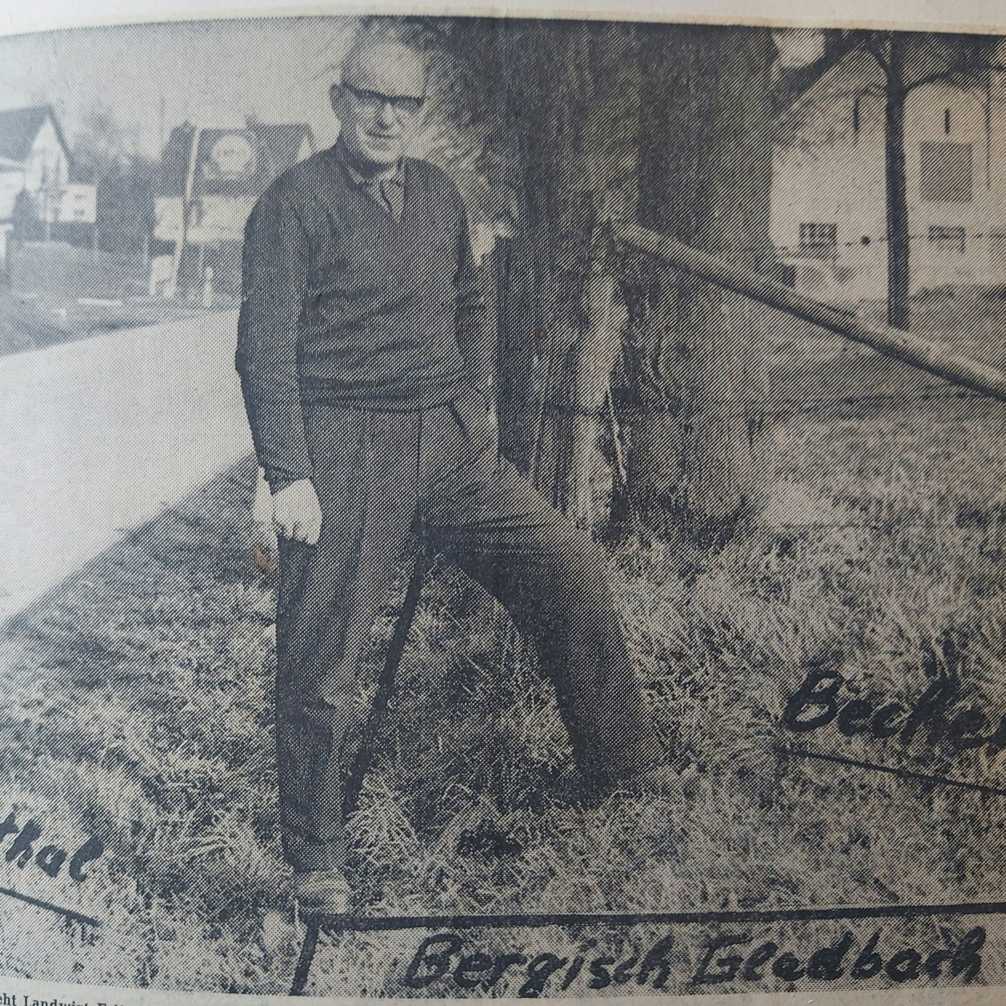 Ein altes Zeitungsfoto: Darauf ein Landwirt, der mit einem Bein im Ort Bechen udn mit dem anderen in Odenthal steht.