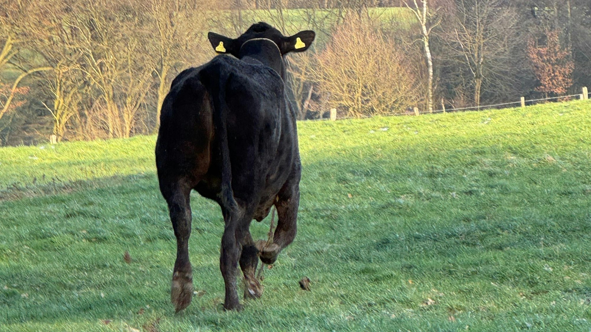 Die wilde Flucht der Kuh Hilde aus Nümbrecht endet nach sechs Wochen im Wald bei Much-Herfterath.