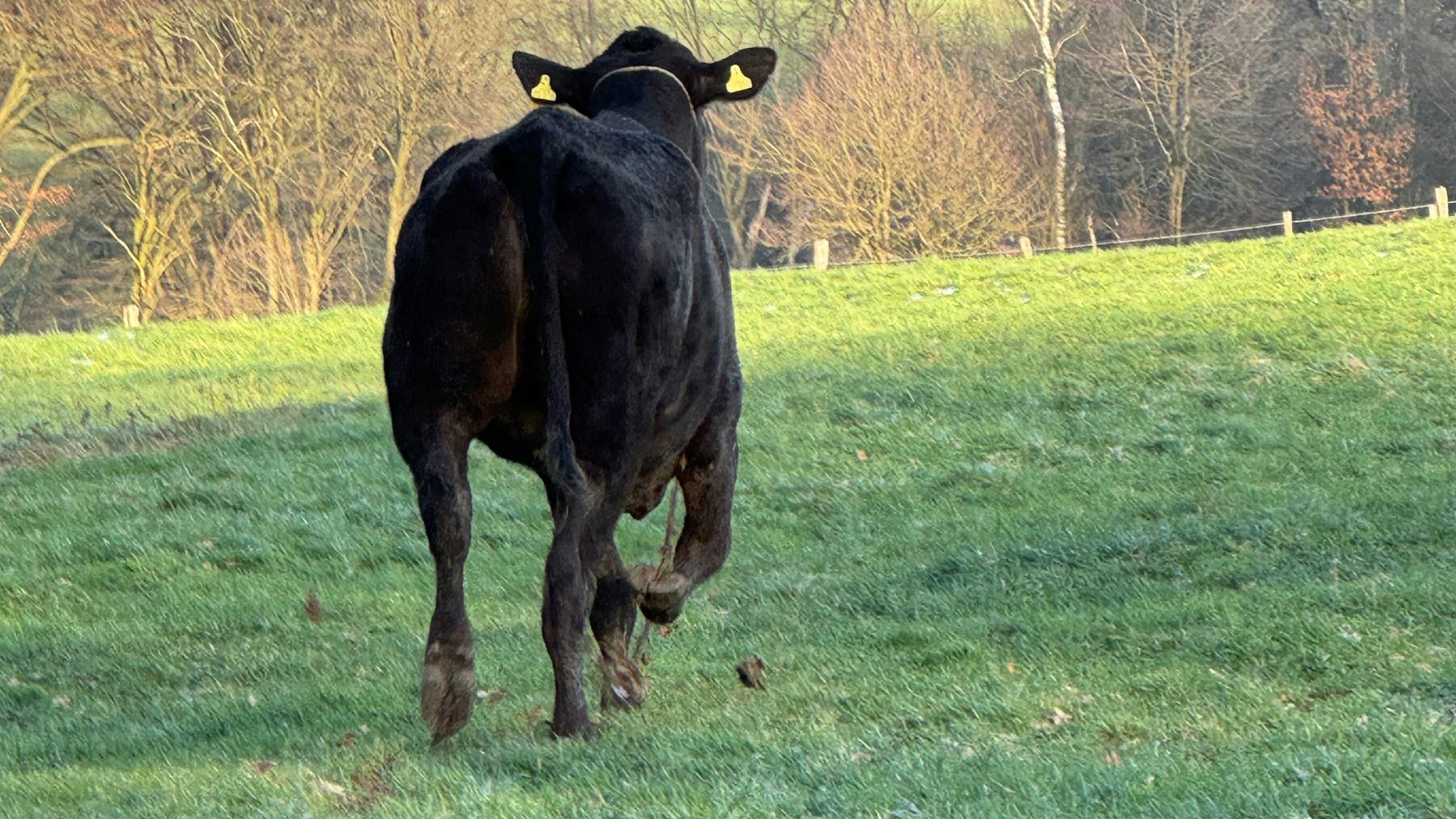 Auf einer abschüssigen Wiese wurde die Kuh Hilde mit einem Narkosegewehr betäubt.