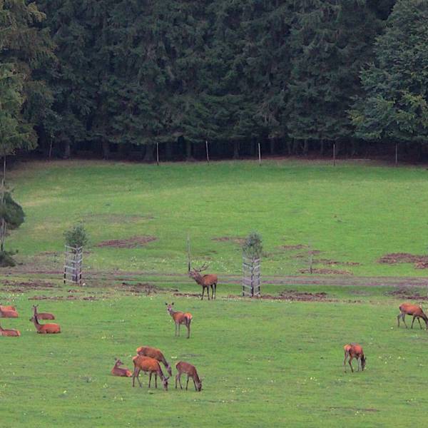 Ein Rudel Rotwild steht auf einer Wiese, im Hintergrund ist ein Wald zu sehen.