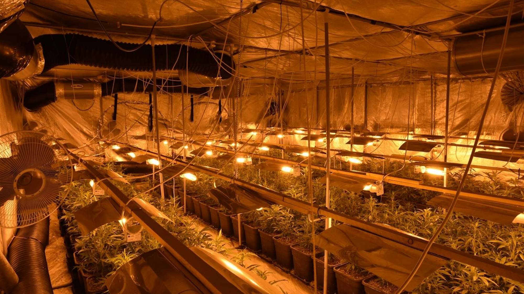 Die Cannabisplantage.