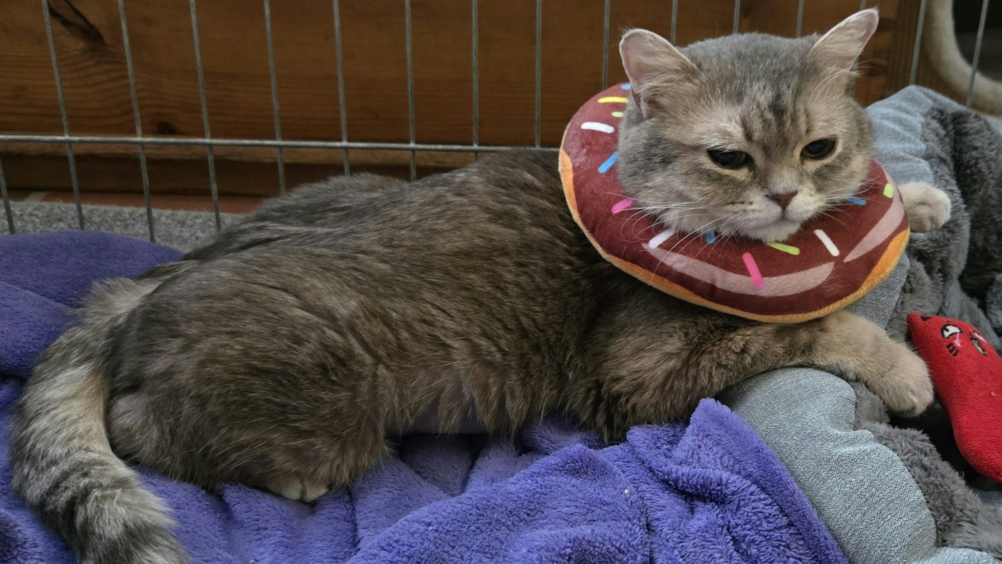 Die Katze Milky trägt nach ihrer ersten Operation einen Kragen. Sie befindet sich in einem Käfig.