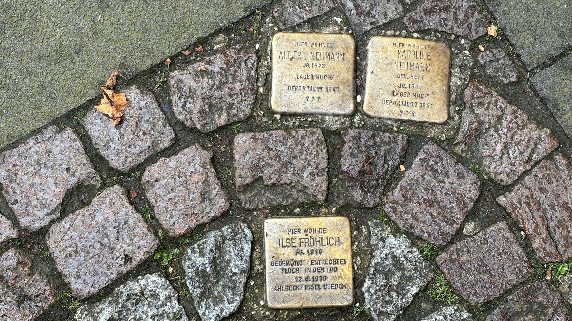 Drei Stolpersteine in Nahaufnahme: Die Erinnerungsstücke gehören zu Albert Neumann, Karoline Neumann und Ilse Fröhlich.