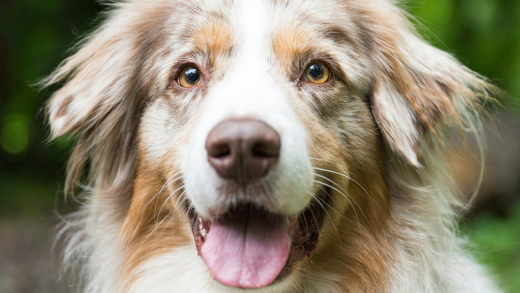 Shepherd Toni blickt in die Kamera.