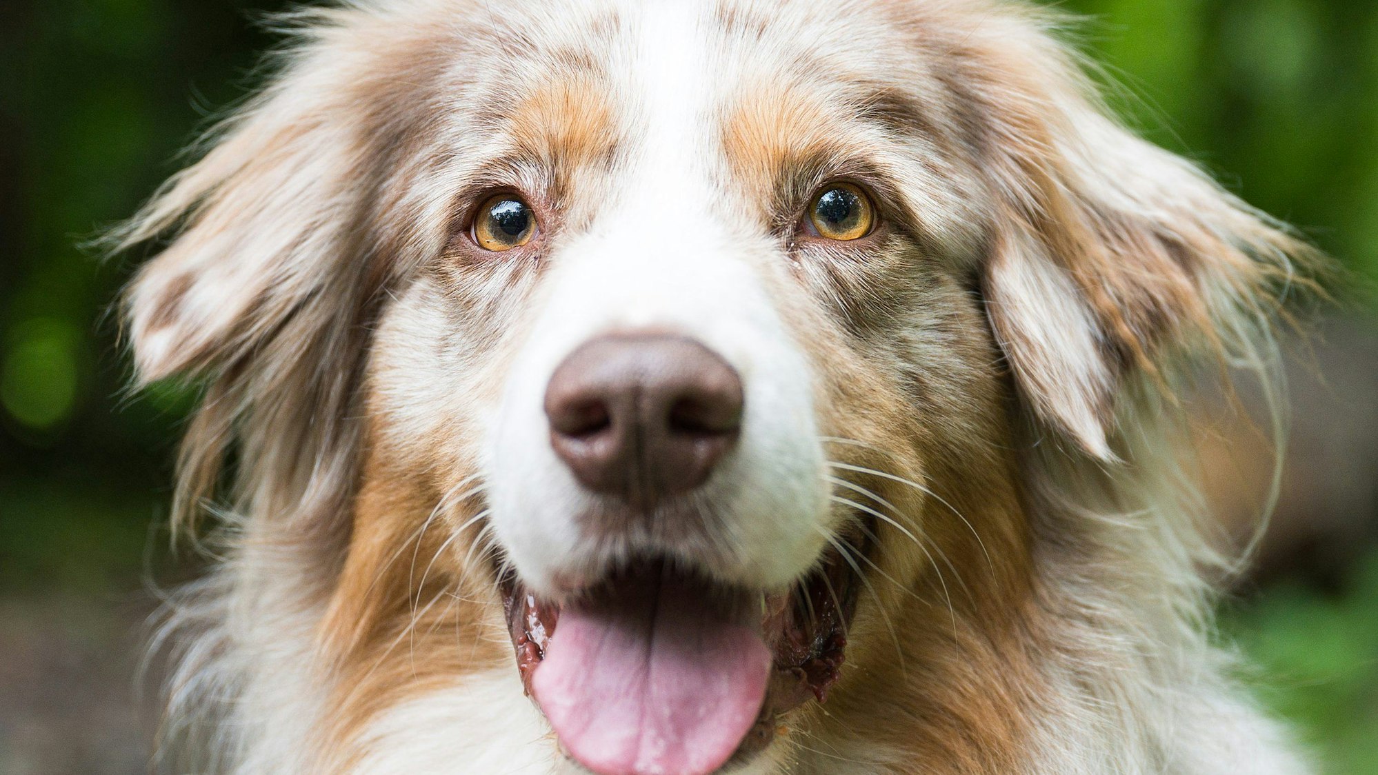 Shepherd «Toni» blickt in die Kamera.