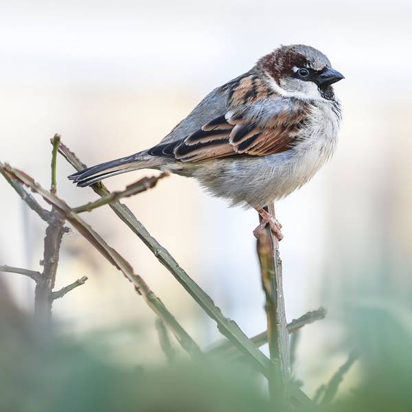 Ein Haussperling, auch Spatz genannt, sitzt auf einem Halm.