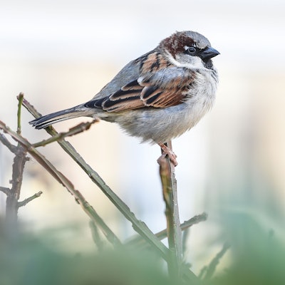 Ein Haussperling, auch Spatz genannt, sitzt auf einem Halm.