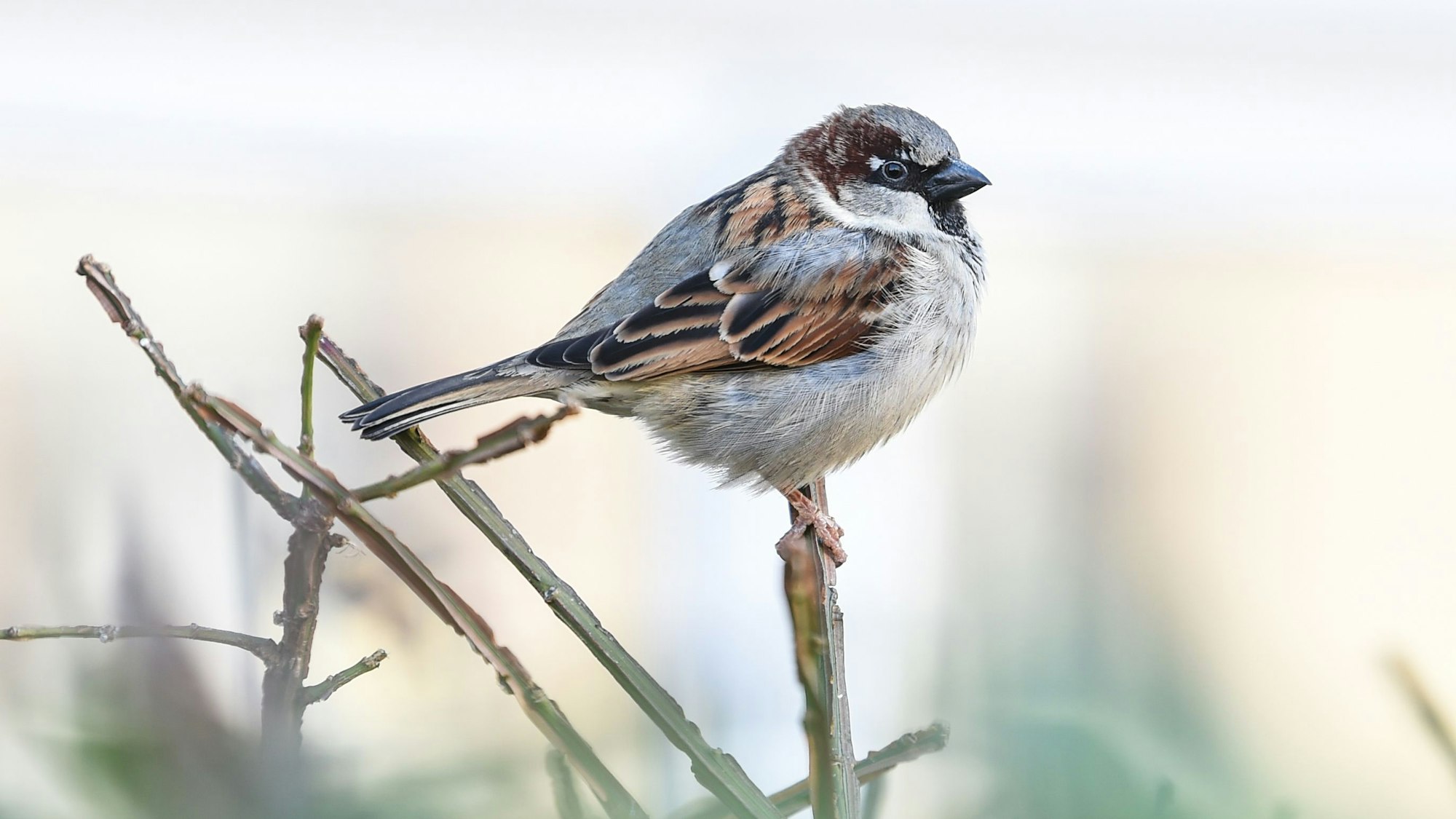 Ein Haussperling, auch Spatz genannt, sitzt auf einem Halm.
