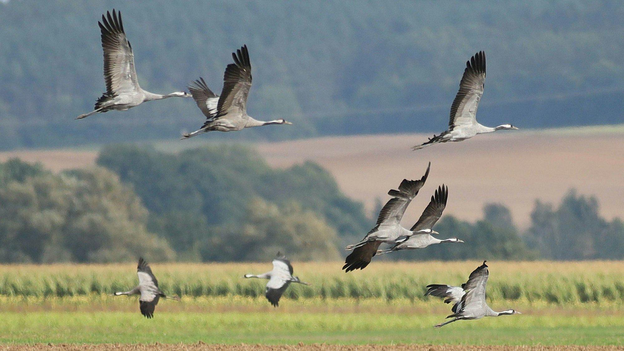 Kraniche fliegen über ein Feld.