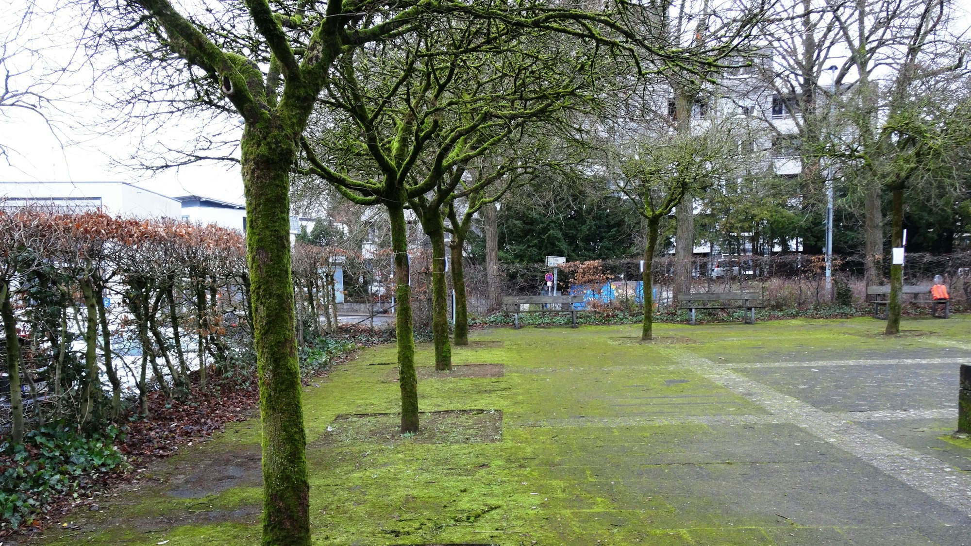 Ahornbäumen stehen auf dem Deutschen Platz in Bergisch Gladbach.