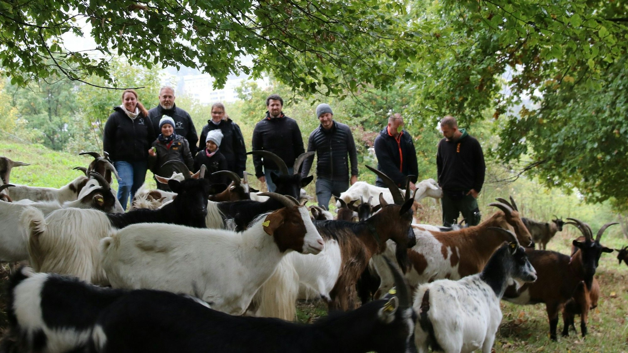 Im Siebengebirge sind Ziegen im Rahmen des Naturschutzprojekts Chance 7 als Helfer im Naturschutz im Einsatz
