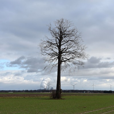 Ein Baum steht auf einer Wiese.