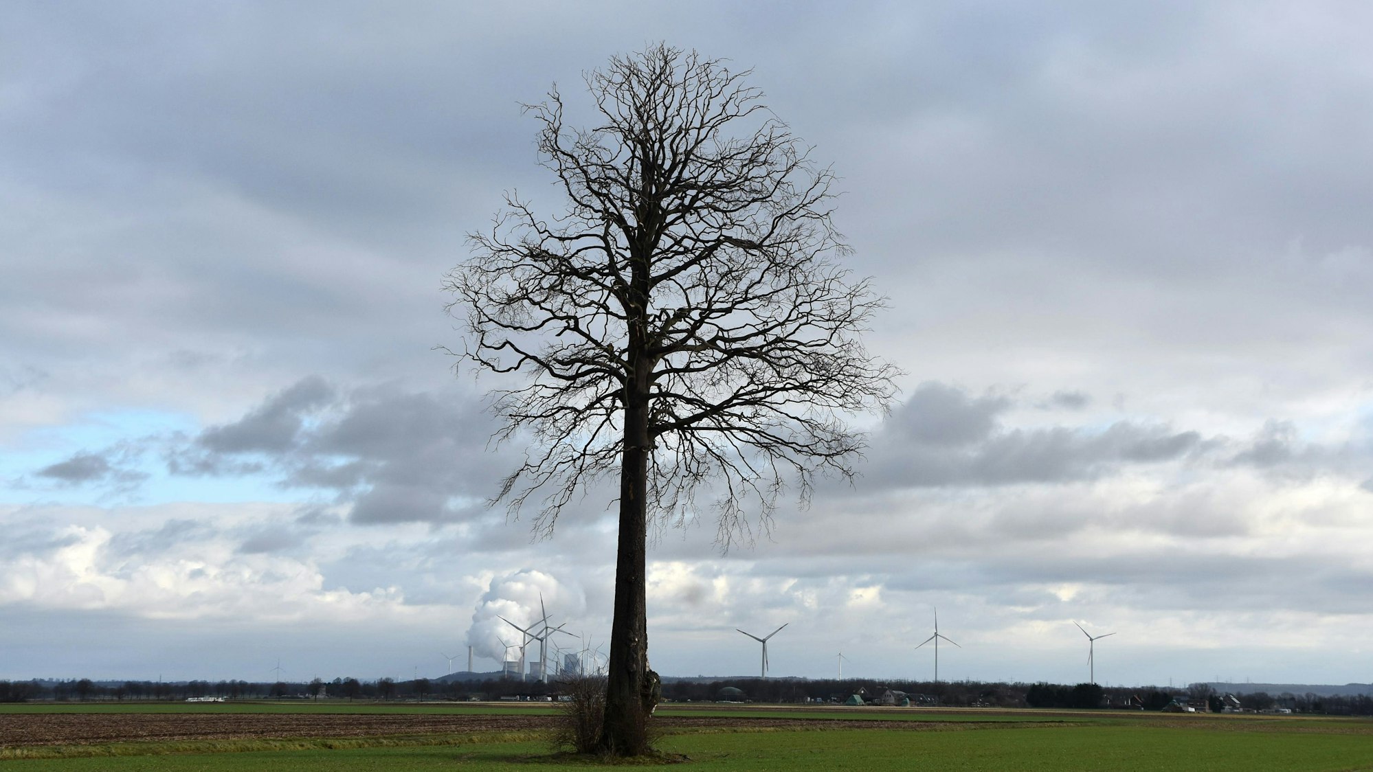 Ein Baum steht auf einer Wiese.
