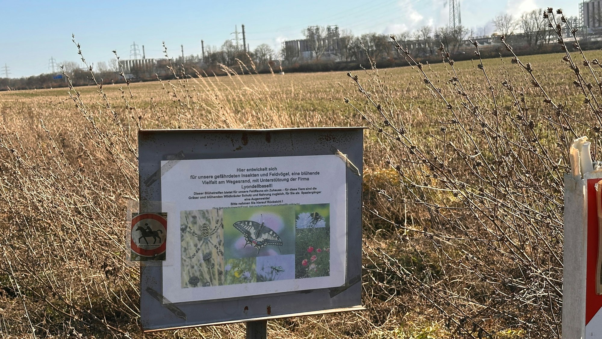 Vor fast sechs Jahren wurde der 1600 Quadratmeter großer naturnaher Wegsaum angelegt und mit regionalen Wildkräutern eingesät.